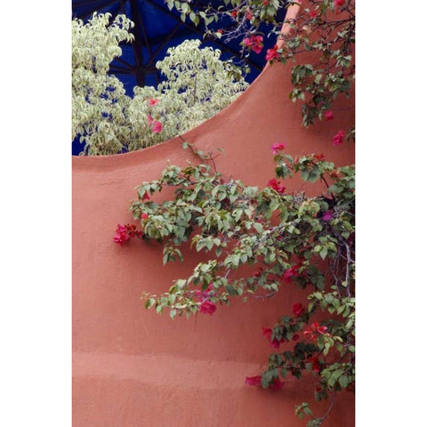 Mexico, Bougainvillea and stucco wall Black Modern Wood Framed Art Print with Double Matting by Rotenberg, Nancy