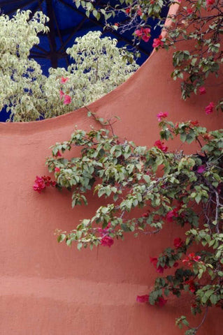 Mexico, Bougainvillea and stucco wall White Modern Wood Framed Art Print with Double Matting by Rotenberg, Nancy