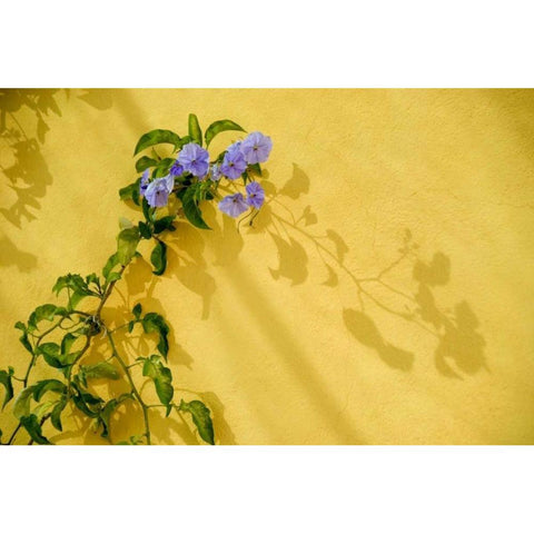 Mexico, Morning glory vine on stucco wall Gold Ornate Wood Framed Art Print with Double Matting by Rotenberg, Nancy