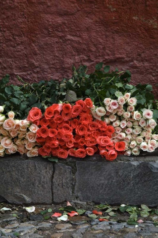 Mexico, San Miguel de Allende, Roses for sale White Modern Wood Framed Art Print with Double Matting by Rotenberg, Nancy