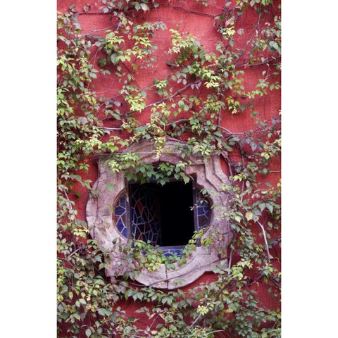 Mexico, Ivy on Stucco Wall with Tile Window Black Modern Wood Framed Art Print by Rotenberg, Nancy