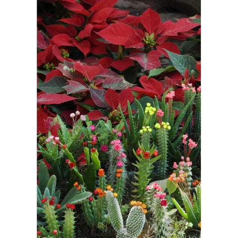 Mexico, Poinsettias with flowering cactus Black Modern Wood Framed Art Print by Rotenberg, Nancy