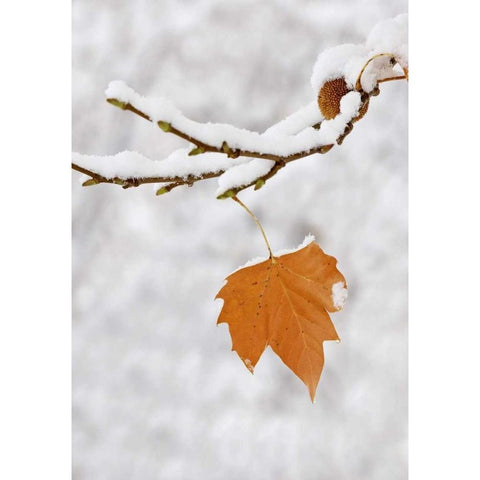 Lone leaf clings to a snowy sycamore tree branch White Modern Wood Framed Art Print by Flaherty, Dennis