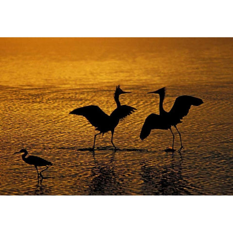 Silhouettes of reddish egrets in mating dance Black Modern Wood Framed Art Print by Morris, Arthur