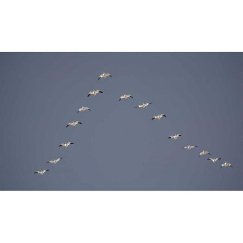 Snow geese flying in V formation Black Modern Wood Framed Art Print with Double Matting by Morris, Arthur