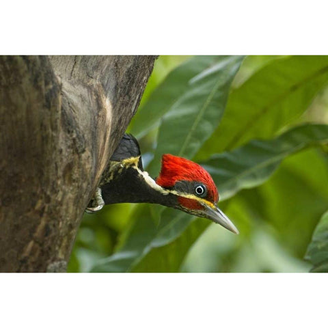 Mexico, Tamaulipas Lineated woodpecker in nest Black Modern Wood Framed Art Print by Welling, Dave