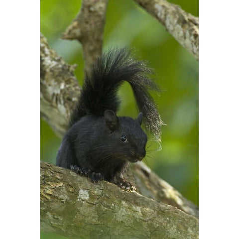 Mexico, Tamaulipas Curious red-bellied squirrel Gold Ornate Wood Framed Art Print with Double Matting by Welling, Dave
