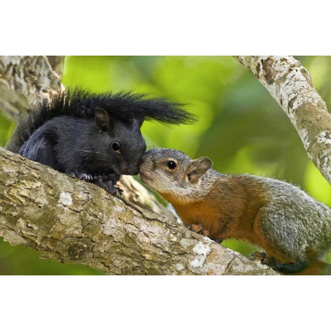 Mexico, Tamaulipas Red-bellied squirrels Black Modern Wood Framed Art Print by Welling, Dave