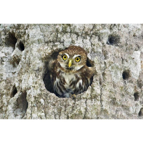Mexico, Tamaulipas Ferruginous pygmy owl in nest Black Modern Wood Framed Art Print with Double Matting by Welling, Dave