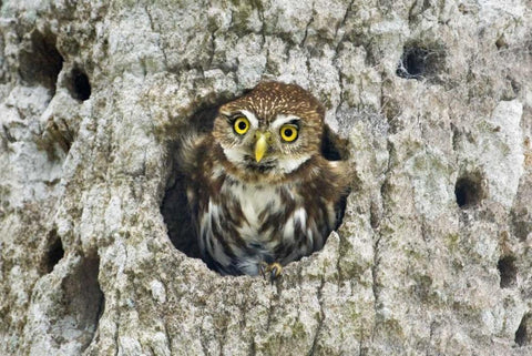 Mexico, Tamaulipas Ferruginous pygmy owl in nest Black Ornate Wood Framed Art Print with Double Matting by Welling, Dave