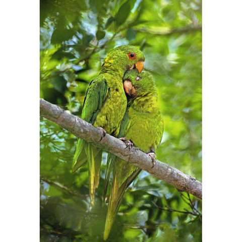 Mexico, Tamaulipas Pair of green parakeets preen Black Modern Wood Framed Art Print with Double Matting by Welling, Dave