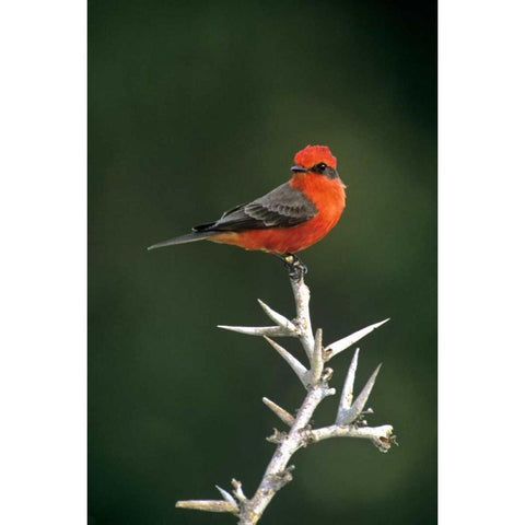 Mexico, Tamaulipas Vermillion flycatcher perched Gold Ornate Wood Framed Art Print with Double Matting by Welling, Dave