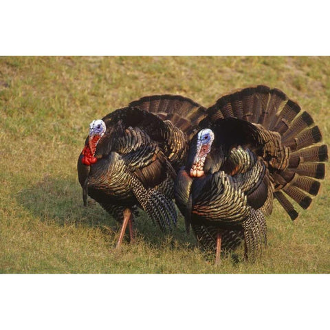 Mexico, Tamaulipas State Tom turkeys in display Black Modern Wood Framed Art Print with Double Matting by Welling, Dave