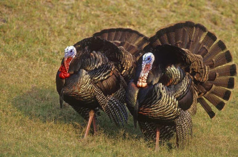 Mexico, Tamaulipas State Tom turkeys in display Black Ornate Wood Framed Art Print with Double Matting by Welling, Dave
