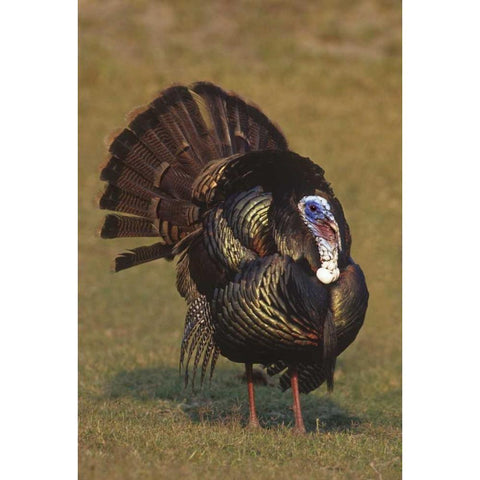 Mexico, Tamaulipas Tom turkey in mating display Gold Ornate Wood Framed Art Print with Double Matting by Welling, Dave