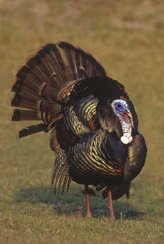 Mexico, Tamaulipas Tom turkey in mating display Black Ornate Wood Framed Art Print with Double Matting by Welling, Dave