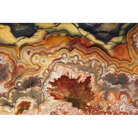Mexico Close-up of Crazy Lace Agate stone Black Modern Wood Framed Art Print by Kirkland, Dennis