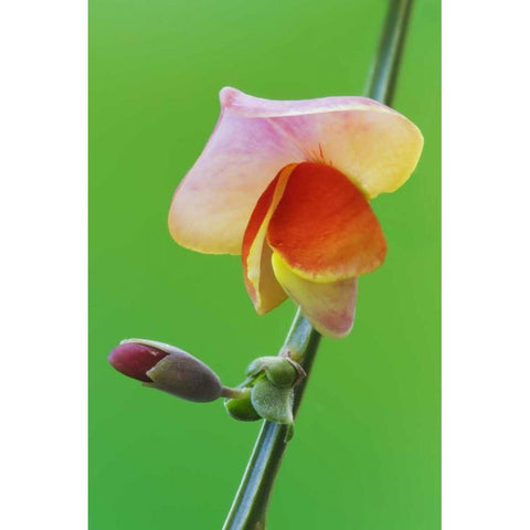 Close-up of Scotch broom flower and bud on stem Black Modern Wood Framed Art Print with Double Matting by Flaherty, Dennis