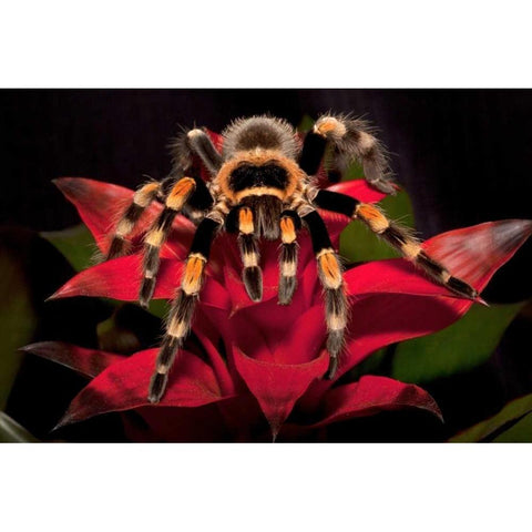 South America, Mexico Red-knee tarantula Black Modern Wood Framed Art Print with Double Matting by Flaherty, Dennis