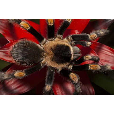 South America, Mexico Red-knee tarantula Black Modern Wood Framed Art Print with Double Matting by Flaherty, Dennis