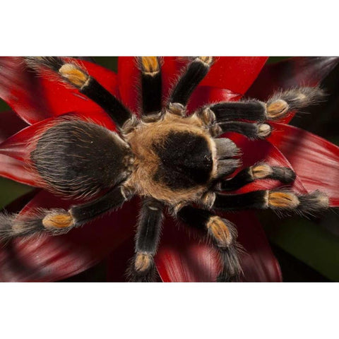 South America, Mexico Red-knee tarantula Gold Ornate Wood Framed Art Print with Double Matting by Flaherty, Dennis