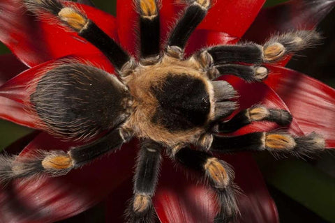 South America, Mexico Red-knee tarantula White Modern Wood Framed Art Print with Double Matting by Flaherty, Dennis