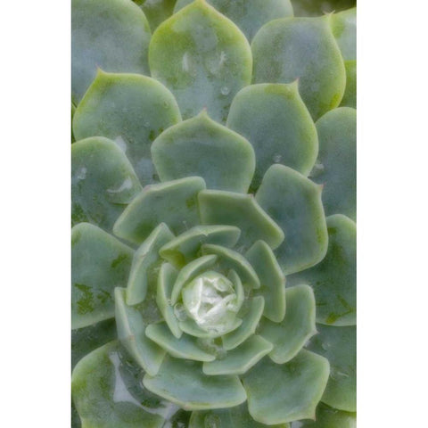 Mexico Succulent plant with dew drops White Modern Wood Framed Art Print by Paulson, Don