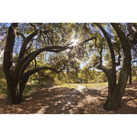 Mexico, Tecate Oak trees at Rancho La Purerta White Modern Wood Framed Art Print by Paulson, Don