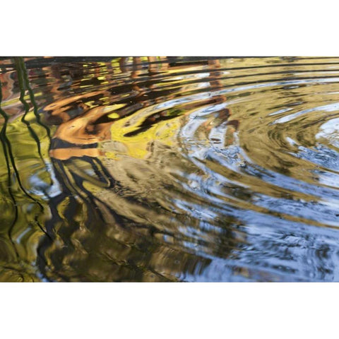 Mexico, Tecate Ripples in pool Black Modern Wood Framed Art Print by Paulson, Don