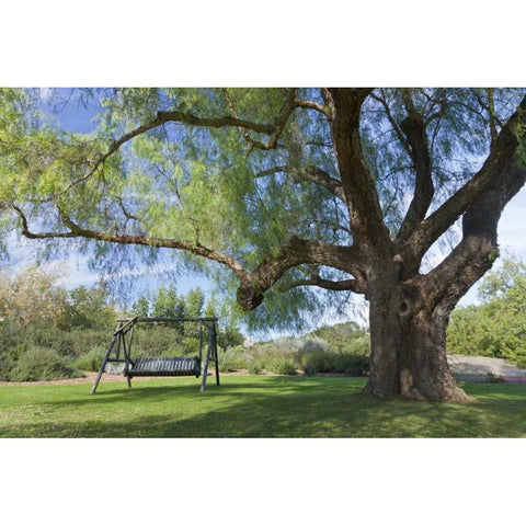 Mexico, Tecate Bench swing under large tree Black Modern Wood Framed Art Print by Paulson, Don