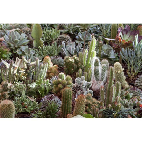 Mexico Cacti on display at Candelaria Festival Black Modern Wood Framed Art Print with Double Matting by Paulson, Don