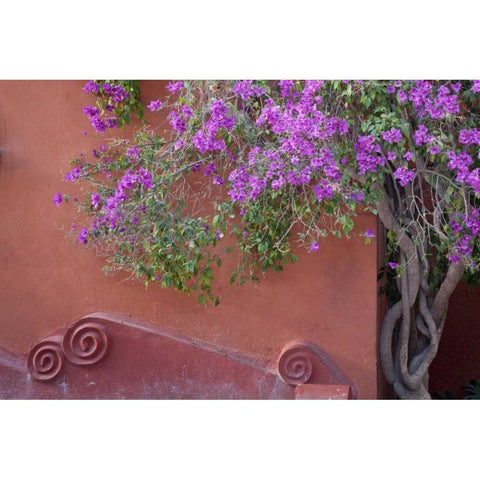 Mexico Bougainvillea tree next to wall Black Modern Wood Framed Art Print by Paulson, Don