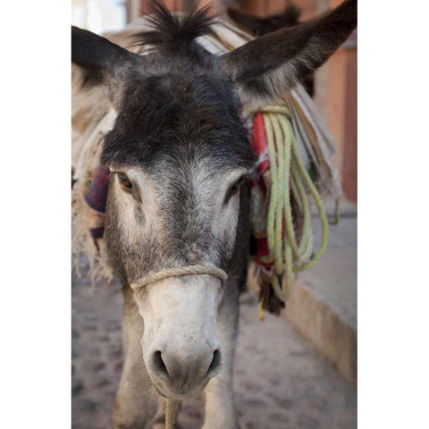 Mexico Frontal Donkey carrying load Black Modern Wood Framed Art Print by Paulson, Don