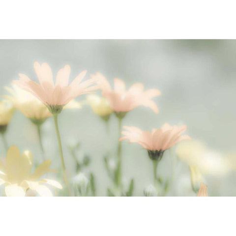 Mexico Blooming desert flowers Black Modern Wood Framed Art Print by Paulson, Don