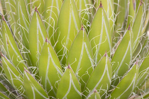 Mexico, San Miguel de Allende Yucca plant White Modern Wood Framed Art Print with Double Matting by Paulson, Don