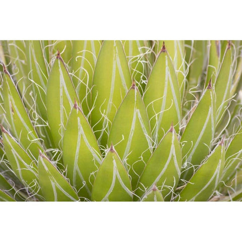 Mexico, San Miguel de Allende Yucca plant Black Modern Wood Framed Art Print by Paulson, Don