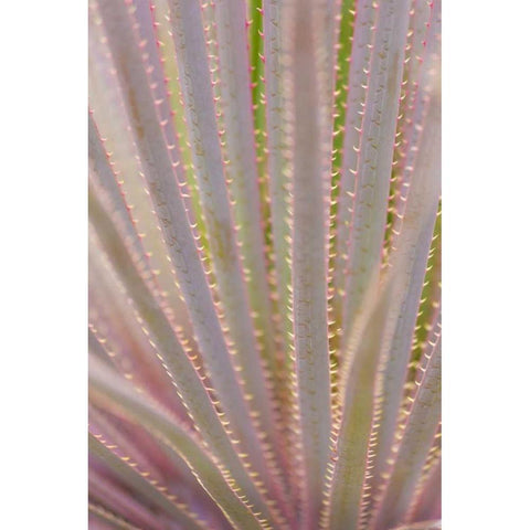 Mexico, San Miguel de Allende Yucca plant Black Modern Wood Framed Art Print by Paulson, Don