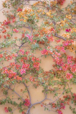 Mexico Bougainvillea growing on wall White Modern Wood Framed Art Print with Double Matting by Paulson, Don