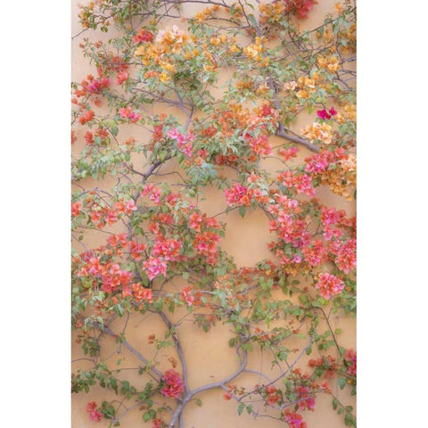 Mexico Bougainvillea growing on wall Black Modern Wood Framed Art Print by Paulson, Don