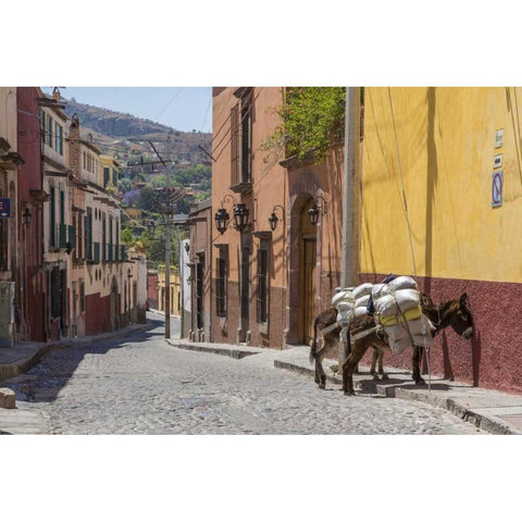 Mexico Two laden donkeys on sidewalk Gold Ornate Wood Framed Art Print with Double Matting by Paulson, Don