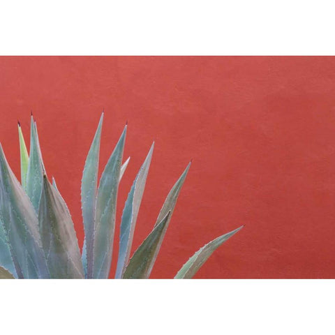 Mexico Agave plant next to colorful wall Black Modern Wood Framed Art Print by Paulson, Don