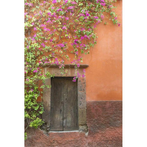 Mexico Bougainvillea outside wooden doorway Black Modern Wood Framed Art Print by Paulson, Don