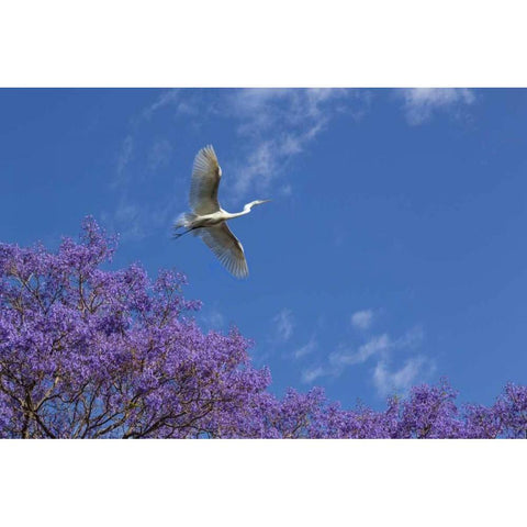 Mexico Great egret flying over jacaranda tree Black Modern Wood Framed Art Print by Paulson, Don