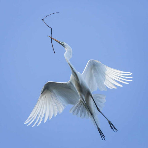 Mexico Great egret flying with nesting material Black Modern Wood Framed Art Print by Paulson, Don