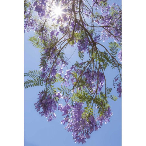 Mexico Sunburst through jacaranda tree White Modern Wood Framed Art Print by Paulson, Don