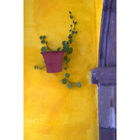Mexico, San Miguel de Allende Planted pot Black Modern Wood Framed Art Print by Rotenberg, Nancy