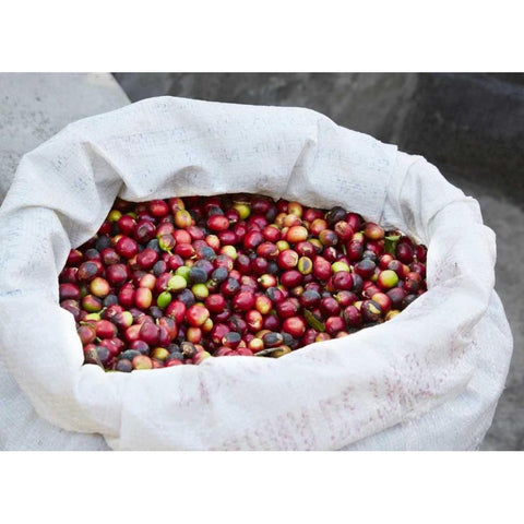 Mexico, Sierra Madre Mts Raw coffee beans in bag Gold Ornate Wood Framed Art Print with Double Matting by Ross, Steve