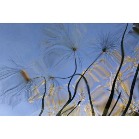 Mexico, Baja California, Tecate Pool reflection White Modern Wood Framed Art Print by Paulson, Don