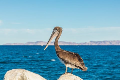 Loreto- Baja California Sur- Mexico. A Brown pelican along the shore of the Sea of Cortez. Black Ornate Wood Framed Art Print with Double Matting by Wilson, Emily M.