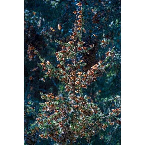 A monarch butterfly Christmas Tree-El Rosario Reserve-Mexico Black Modern Wood Framed Art Print by Garber, Howie